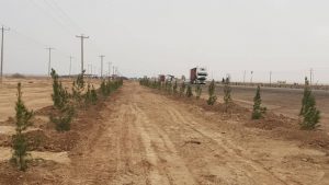 کاشت 3000 اصله نهال در مسیر ورودی از مرز افغانستان توسط منطقه ویژه اقتصادی دوغارون